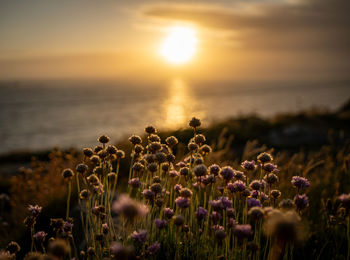 Scenic view of sea against sky during sunset