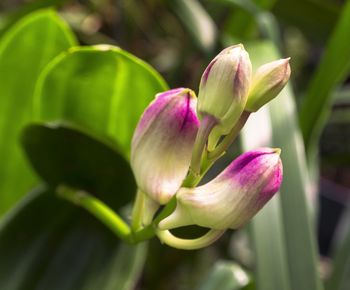 Close-up of pink flower