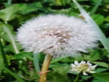 Close-up of white flower