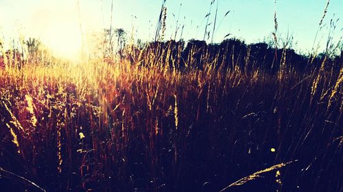 Scenic view of field against sky at sunrise