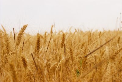 Close-up of wheat field against sky