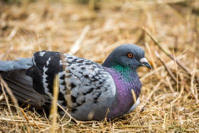 Close-up of bird perching on grass