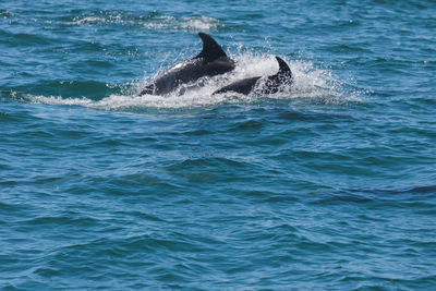 View of whale swimming in sea