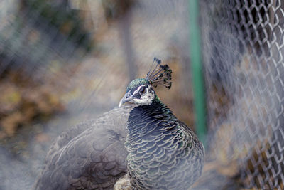 Close-up of a peacock