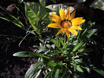 Close-up of yellow flowering plant