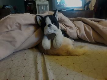 Portrait of dog relaxing on bed at home