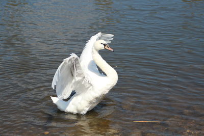 High angle view of white swan flapping wings in lake