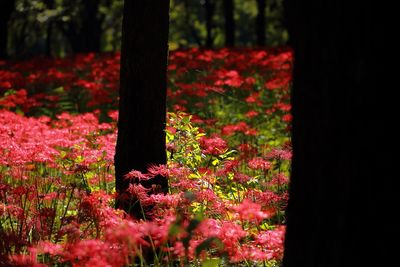 Pink flowers blooming on field