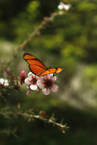 Orange butterfly on flowers