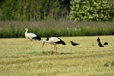 View of storks and raven on field
