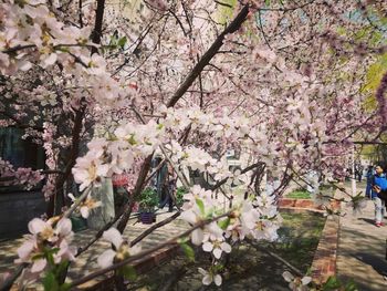 Close-up of pink flowers in park