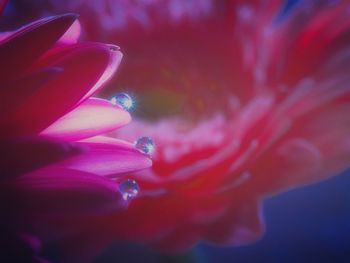 Close-up of pink rose flower