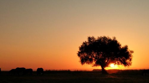 Silhouette trees on field against sky during sunset