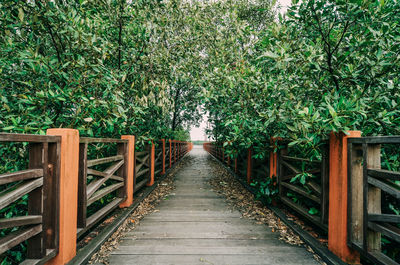 Empty wooden footbridge amidst bamboo plants