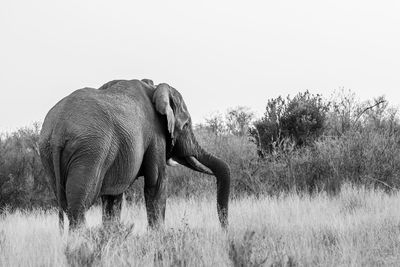 Elephant in a field