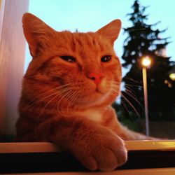 Close-up of a cat looking away