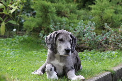 Close-up portrait of dog on field