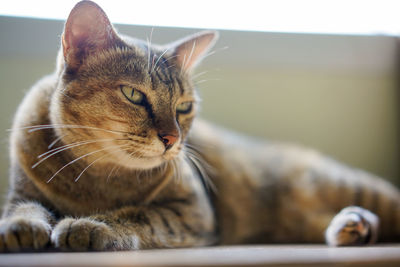 Close-up of a cat looking away