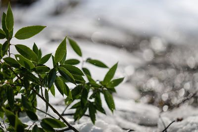 Close-up of wet plant during rainy season