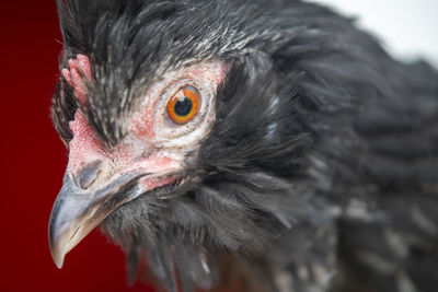 Close-up of a black hen