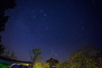 Low angle view of trees against star field at night