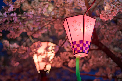 Close-up of pink cherry blossom on tree