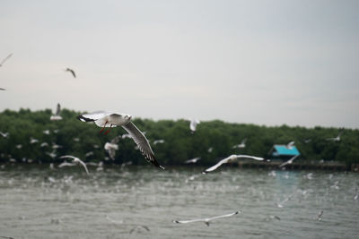 Seagulls flying against the sky
