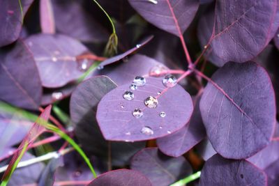 Close-up of plant