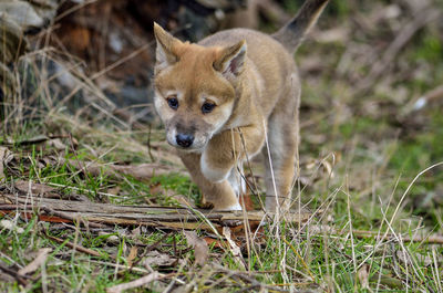 Portrait of a dingo puppy 