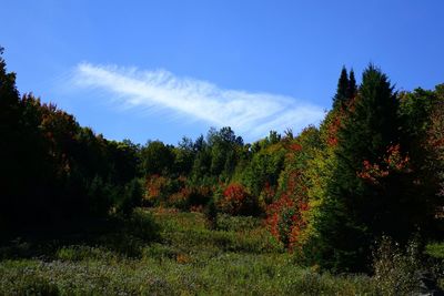 Scenic view of grassy field against sky