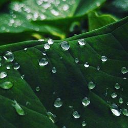 Close-up of water drops on leaf