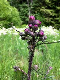 Close-up of pink flowering plant