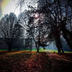 Bare trees on field