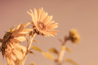 Close-up of flowers