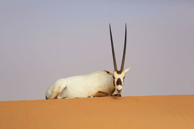 Close-up of deer against white background