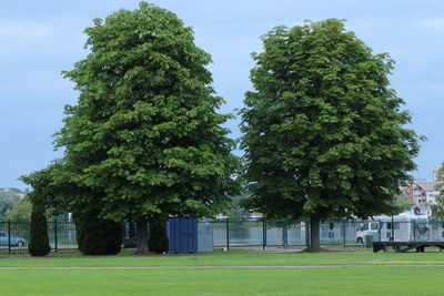 Trees in park against sky