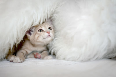 A cute domestic kitten plays on the bed in a blanket. the home life of an adorable kitten