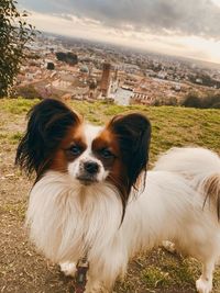 Portrait of dog on field