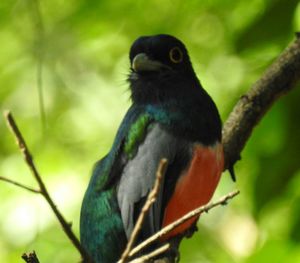 Close-up of bird perching on tree