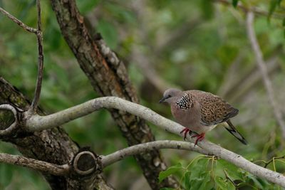 Up in the trees is a spotted dove