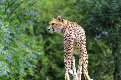 View of a cat looking away