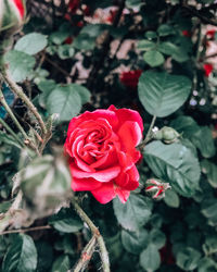 Close-up of rose plant