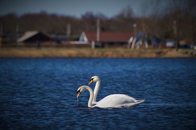 Swan floating on lake