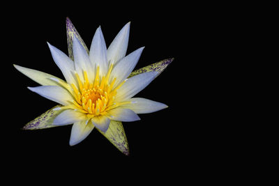 Close-up of lotus water lily against black background