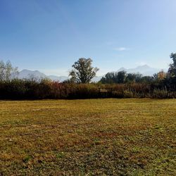 Scenic view of field against sky