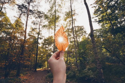 Cropped image of person holding tree trunk in forest