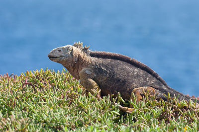 Iguana on plants at field by river