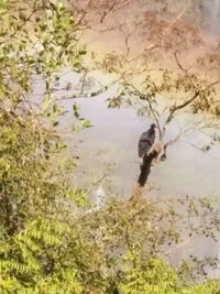 Dog on lake by trees