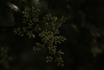 Close-up of flowers