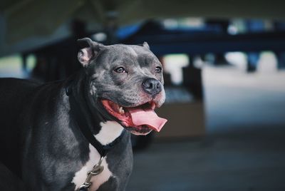 Close-up of dog looking away